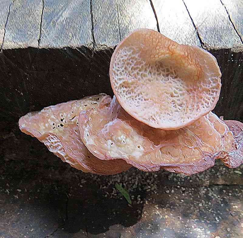 Jelly ear (Auricularia delicata) thumbnail 3