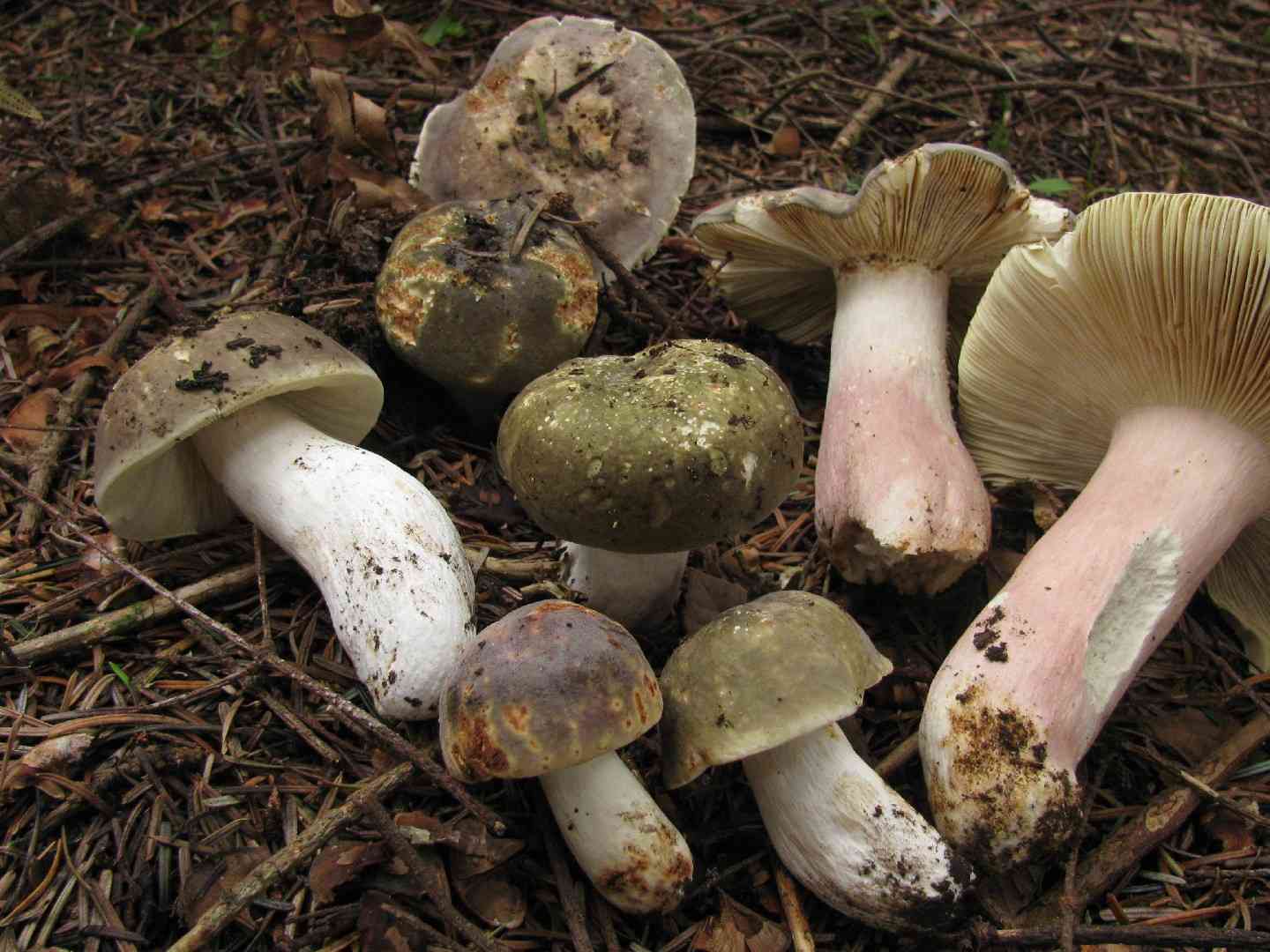 Olive brittlegill (Russula olivacea) thumbnail 1