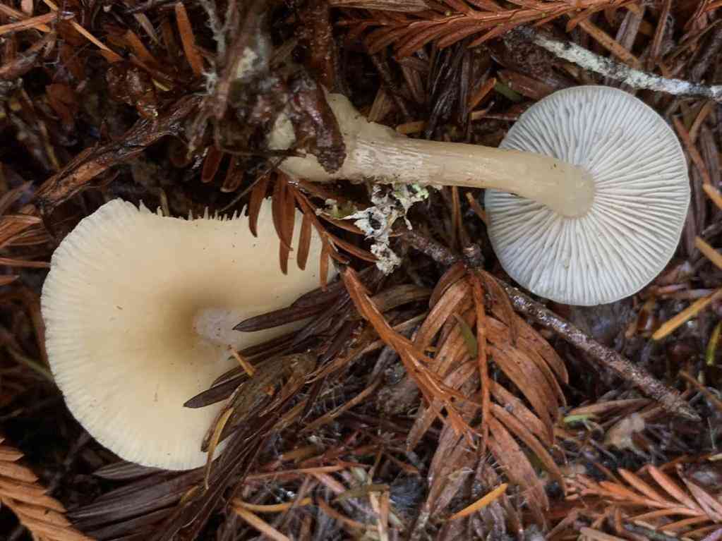 Buttery collybia (Rhodocollybia butyracea) thumbnail 3
