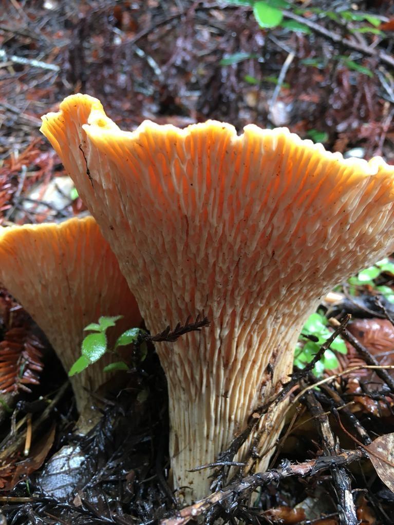 Woolly chanterelle thumbnail 2