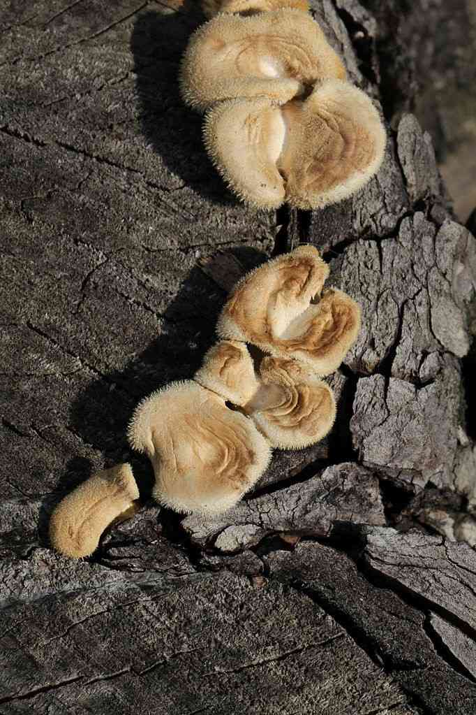 Hairy panus (Panus neostrigosus) thumbnail 2