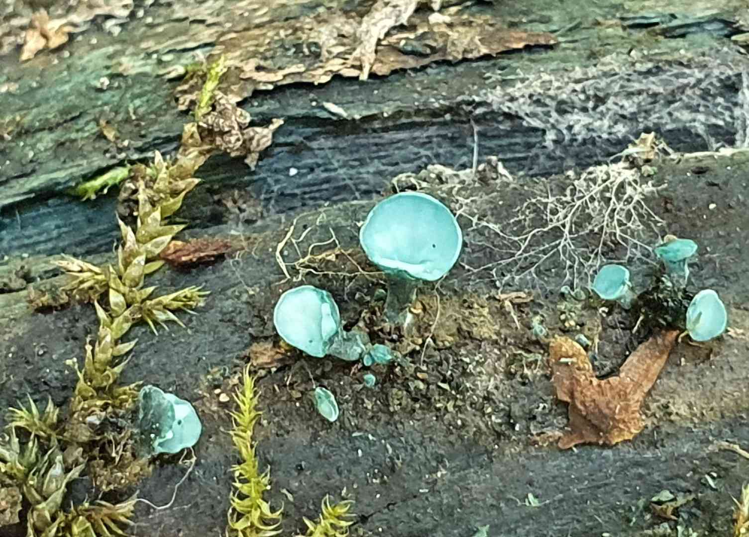 Green wood-cup (Chlorociboria aeruginascens) thumbnail 3