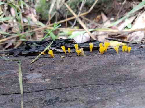 Fan-shaped jelly-fungus (Dacryopinax spathularia) thumbnail 3