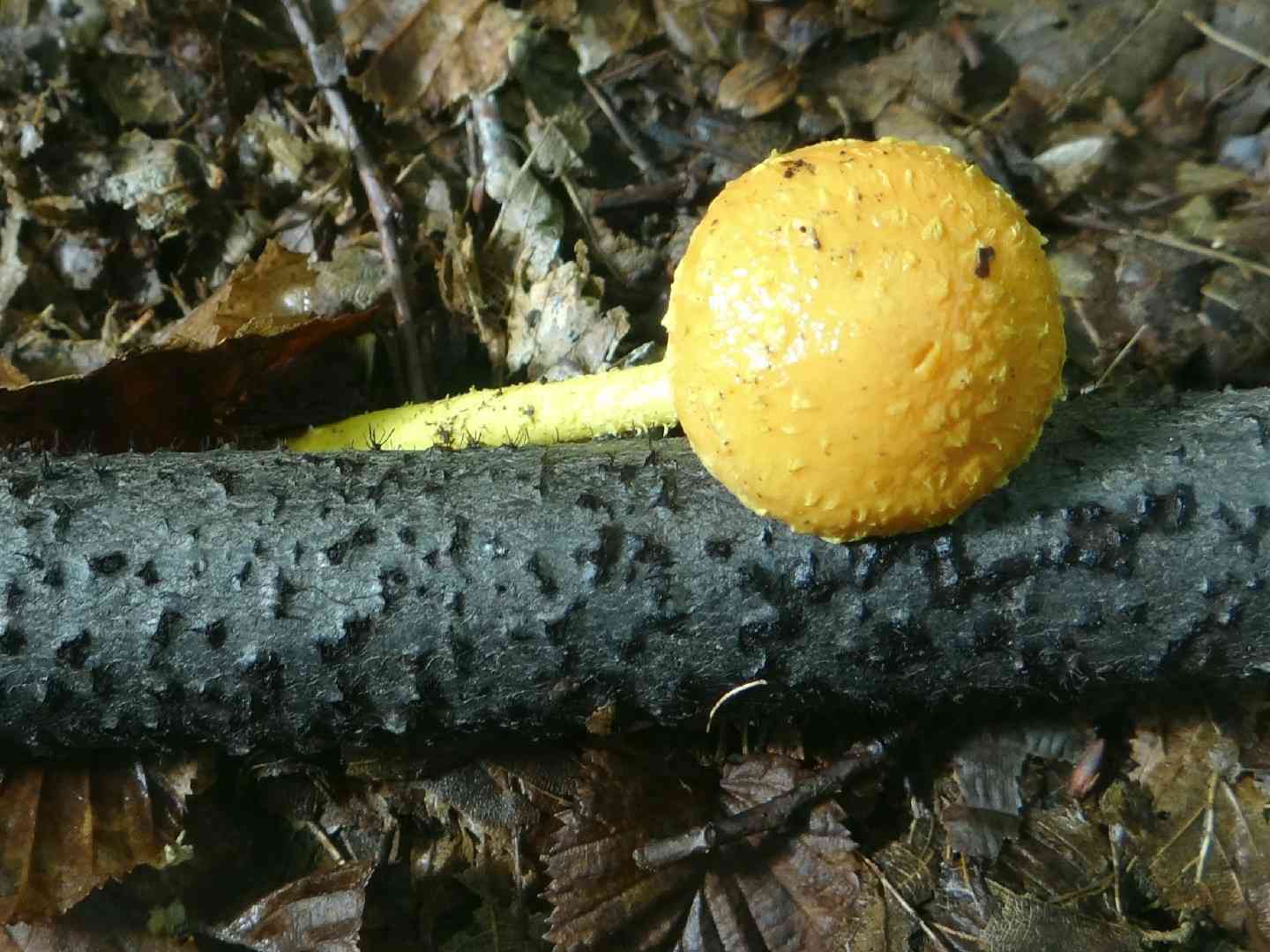 Alder scalycap (Pholiota alnicola) thumbnail 3