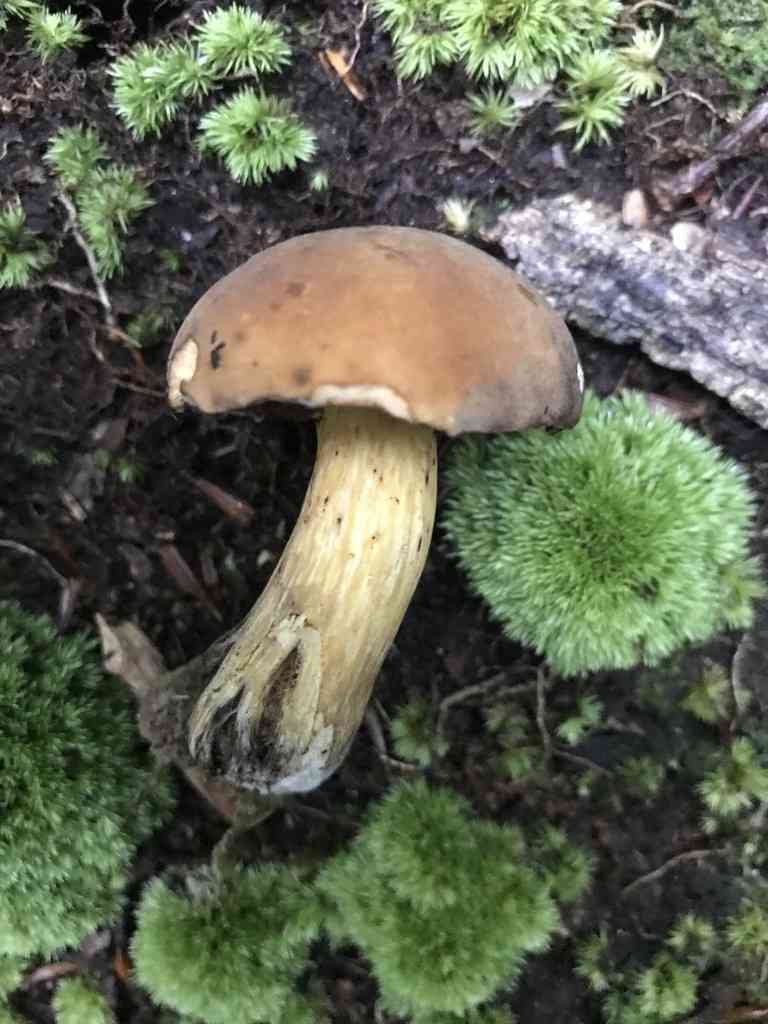 Boletus vermiculosus (Boletus vermiculosus) thumbnail 2