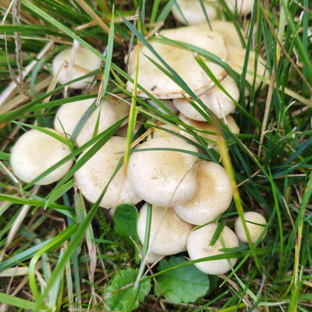 Sticky scalycap (Pholiota gummosa) thumbnail 1