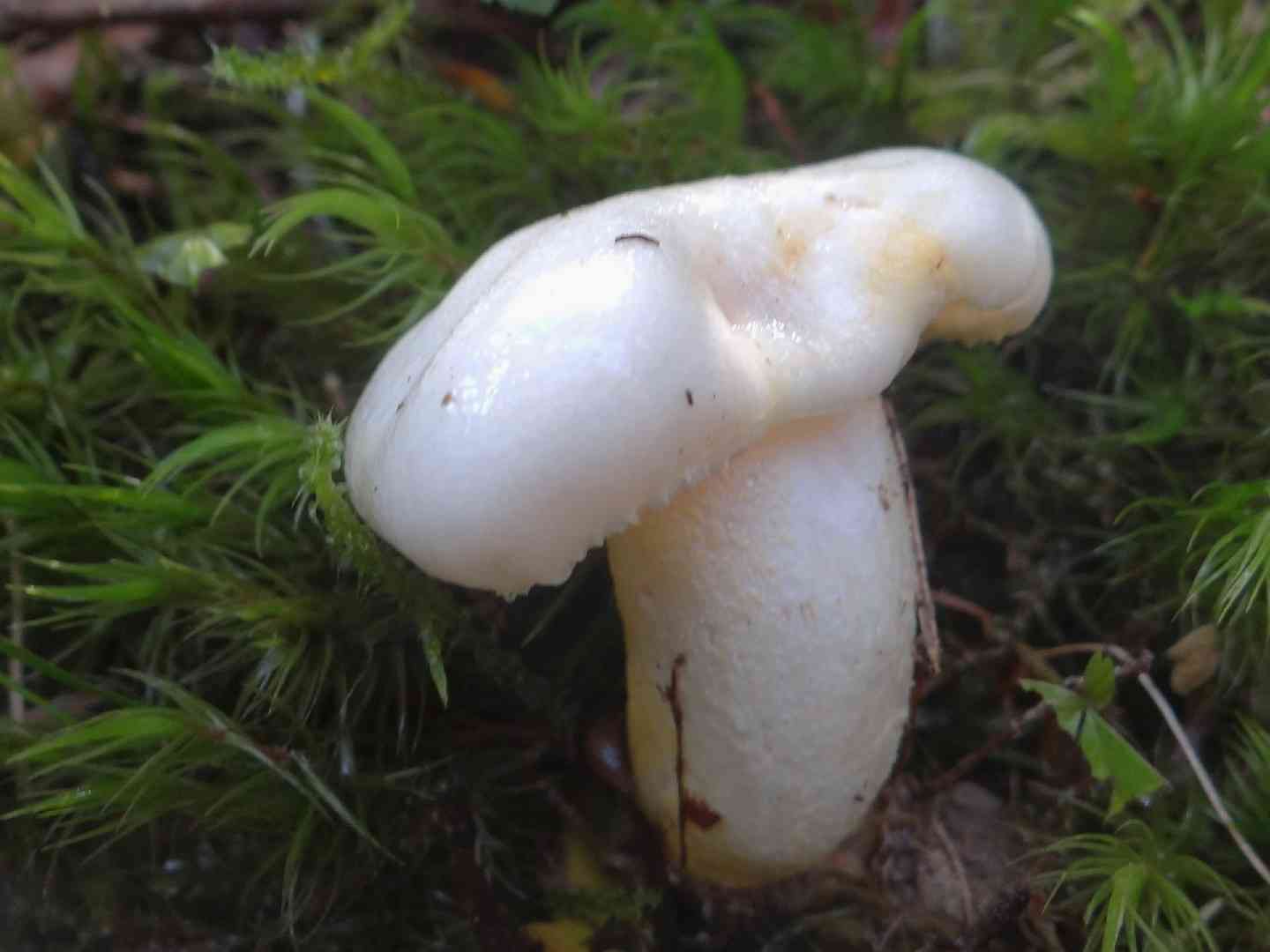 Hygrophorus cossus (Hygrophorus cossus) thumbnail 2