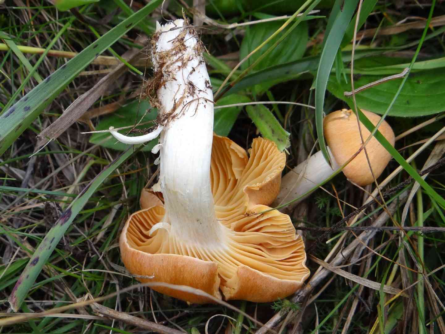 Oak woodwax (Hygrophorus nemoreus) thumbnail 2