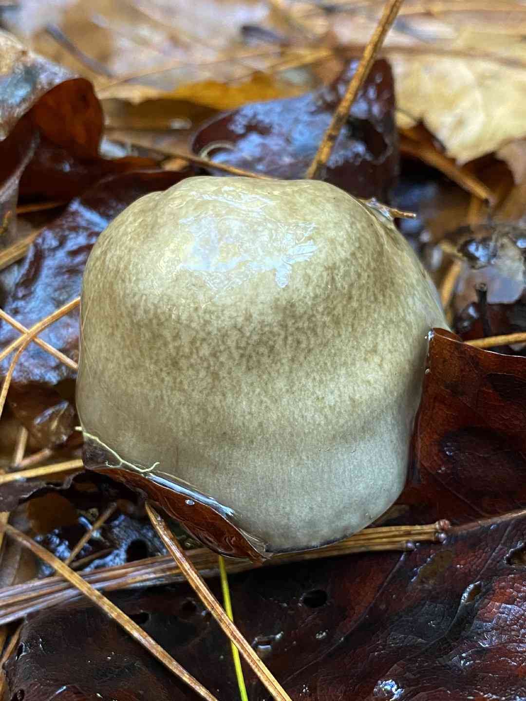 Sooty hygrophorus (Hygrophorus fuligineus) thumbnail 3