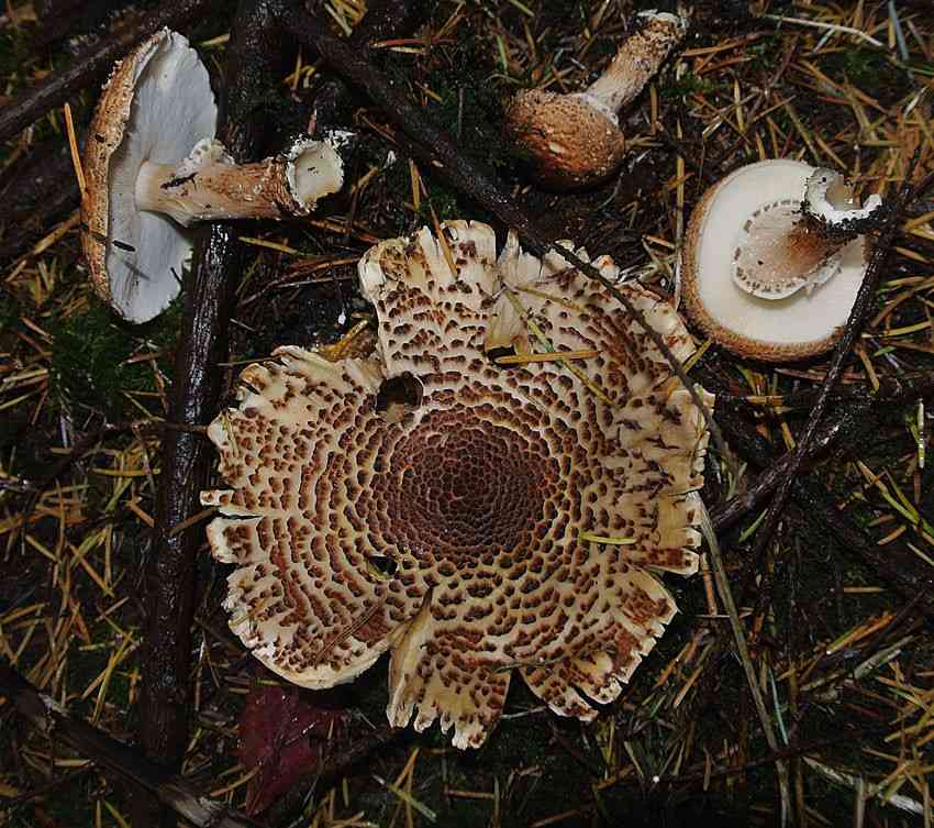 Cat dapperling (Lepiota felina) thumbnail 1