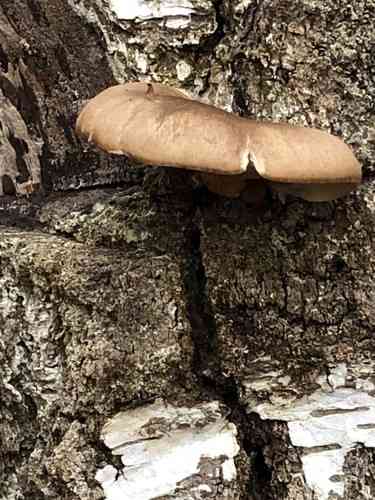 Oyster mushroom (Pleurotus ostreatus) thumbnail 2