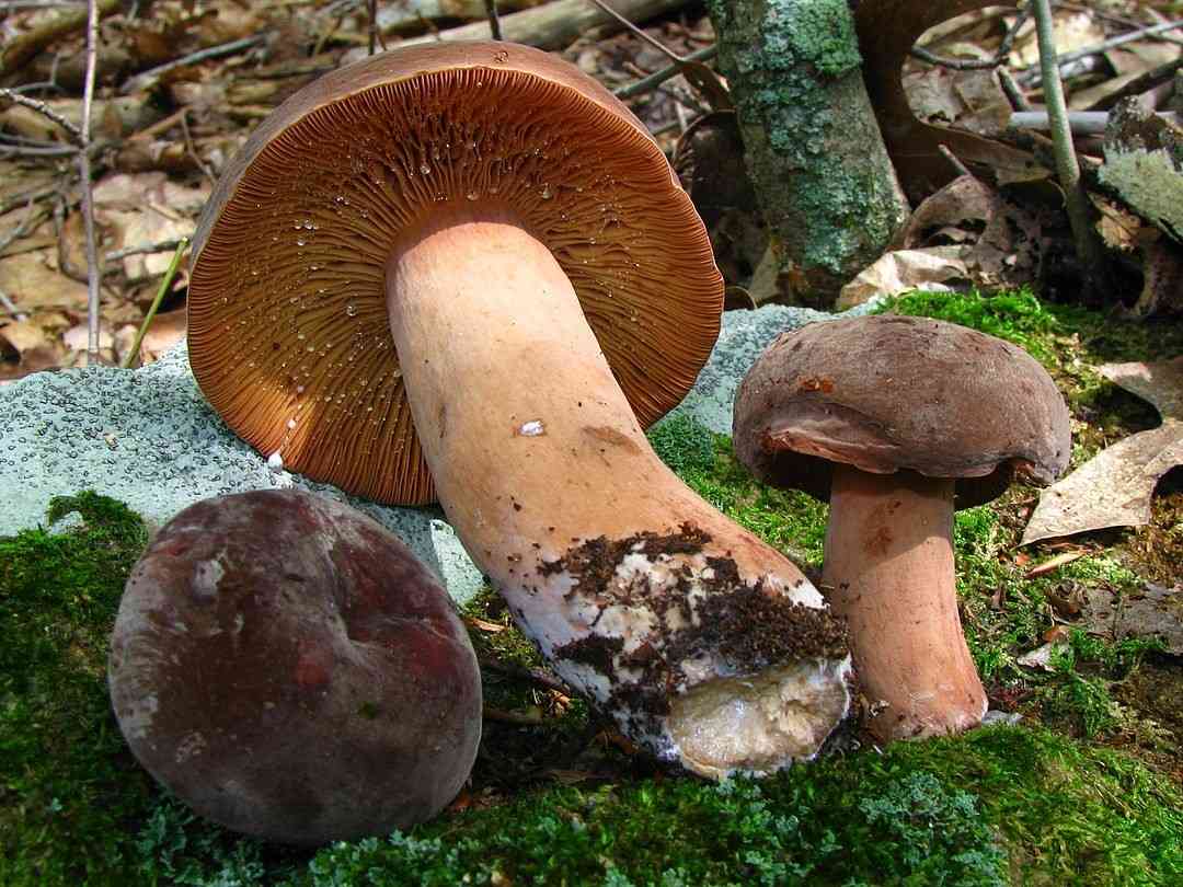 Corrugated-cap milky (Lactarius corrugis) thumbnail 2
