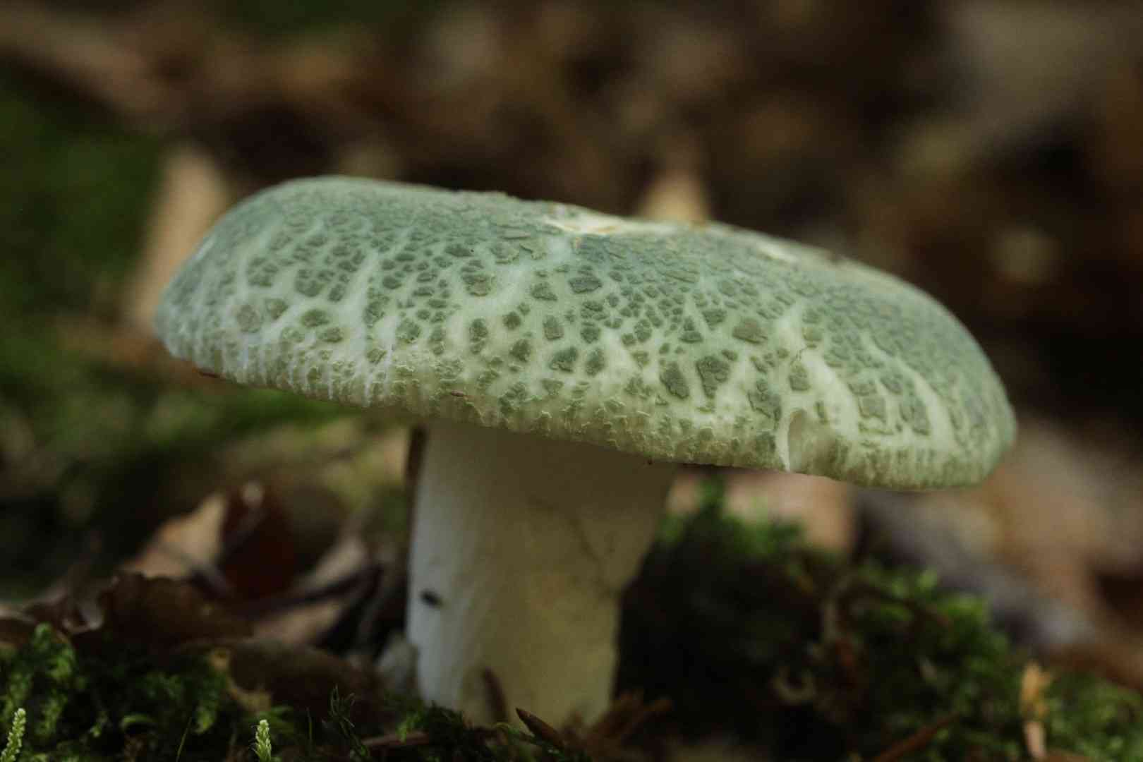 Green-cracking russula (Russula virescens) thumbnail 1