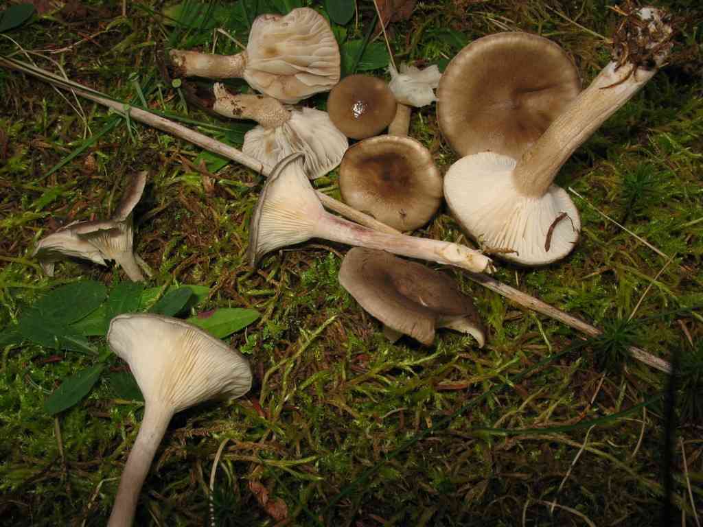 Hygrophorus discoideus (Hygrophorus discoideus) thumbnail 2