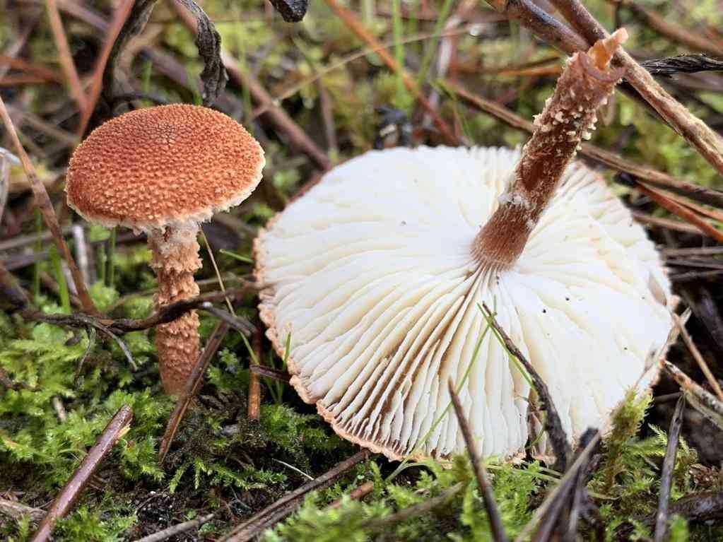 Cinnabar powdercap