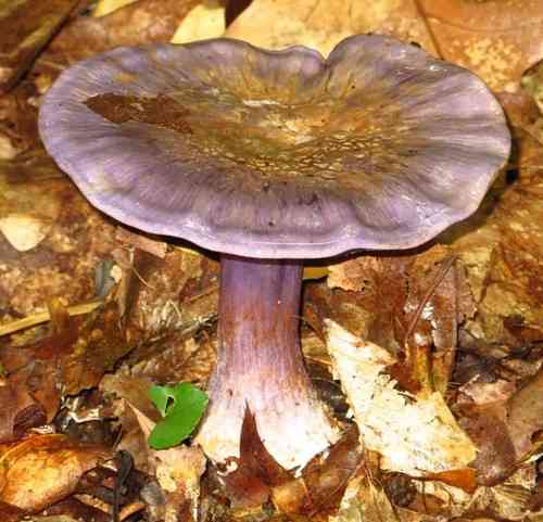 Mealy bigfoot webcap (Cortinarius caerulescens) thumbnail 1