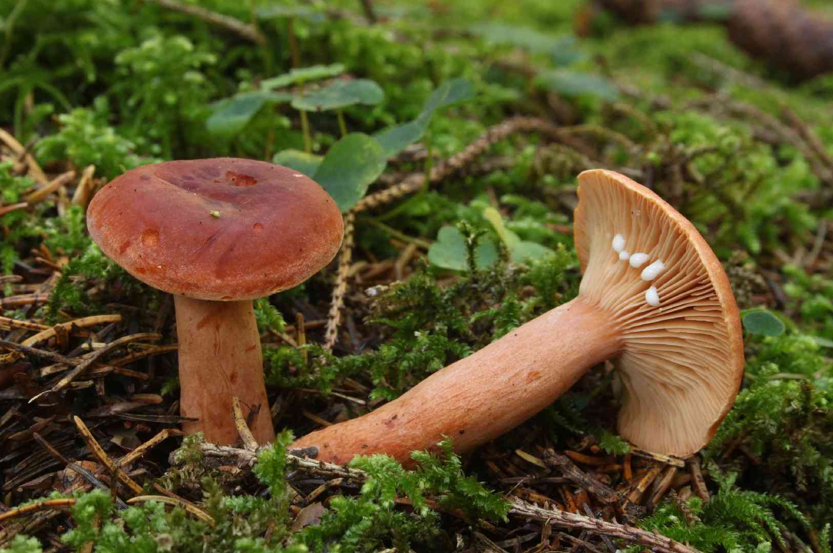 Orange milkcap (Lactarius aurantiacus) thumbnail 3
