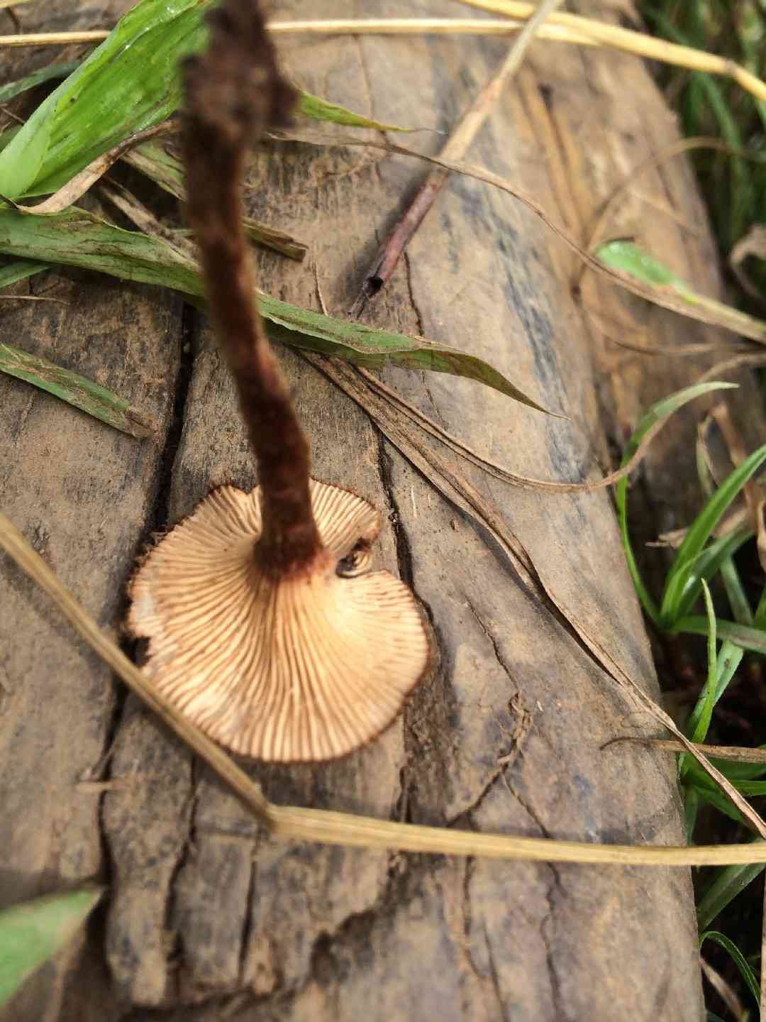 Lentinus velutinus (Lentinus velutinus) thumbnail 3