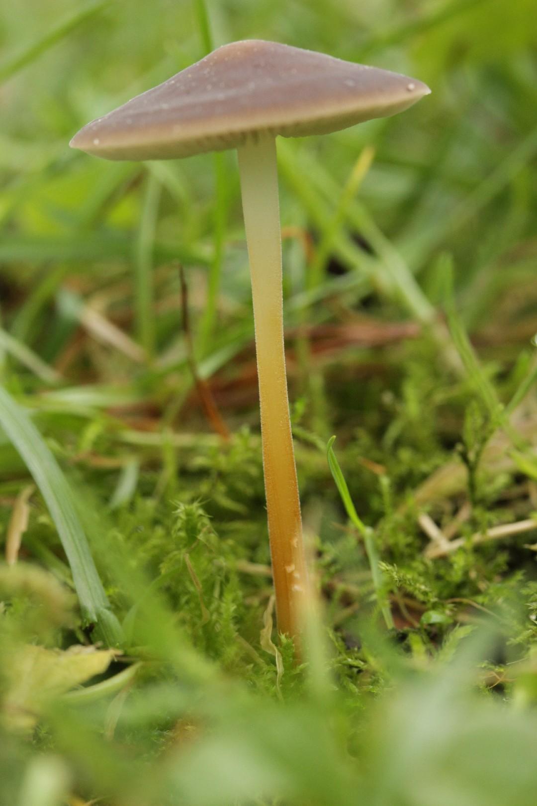 Pinecone cap (Strobilurus tenacellus) — Mushroom Guide | PlantJoy