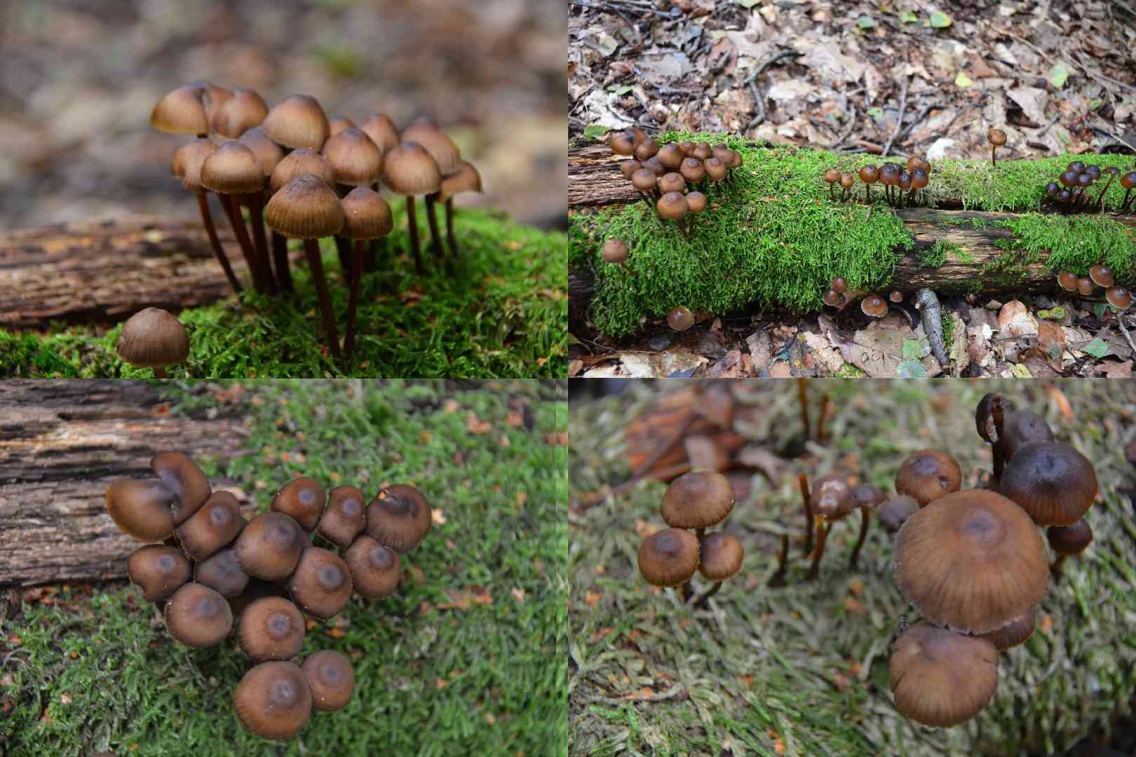 Stump fairy helmet (Mycena stipata) thumbnail 2