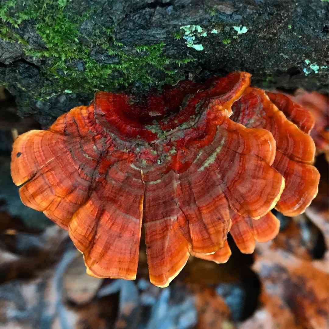 False turkey-tail (Stereum ostrea) thumbnail 3