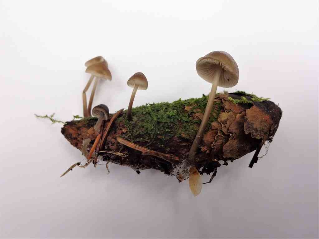Mycena plumipes (Mycena plumipes) thumbnail 2