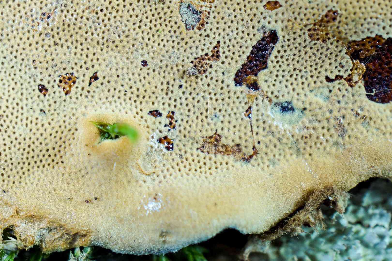 Coriolopsis byrsina (Coriolopsis byrsina) thumbnail 1