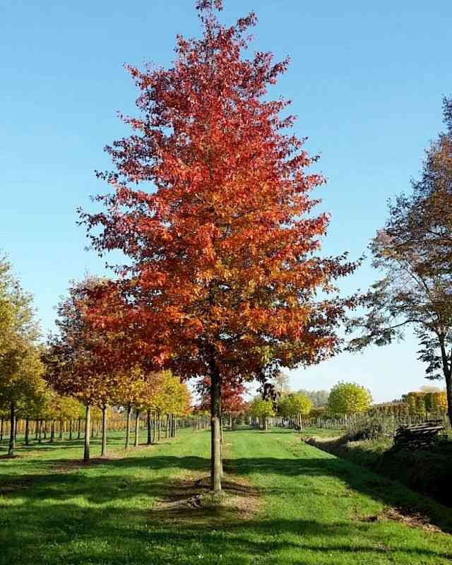 Pin oak