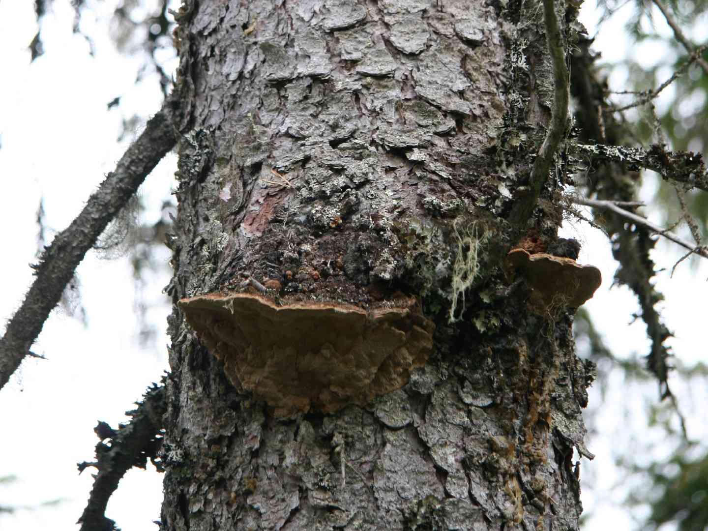 Phellinus chrysoloma (Phellinus chrysoloma) thumbnail 3
