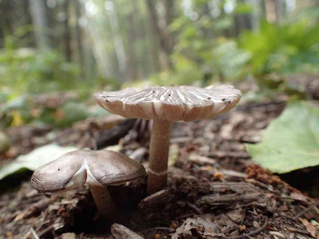 Sooty shield (Pluteus ephebeus) thumbnail 3