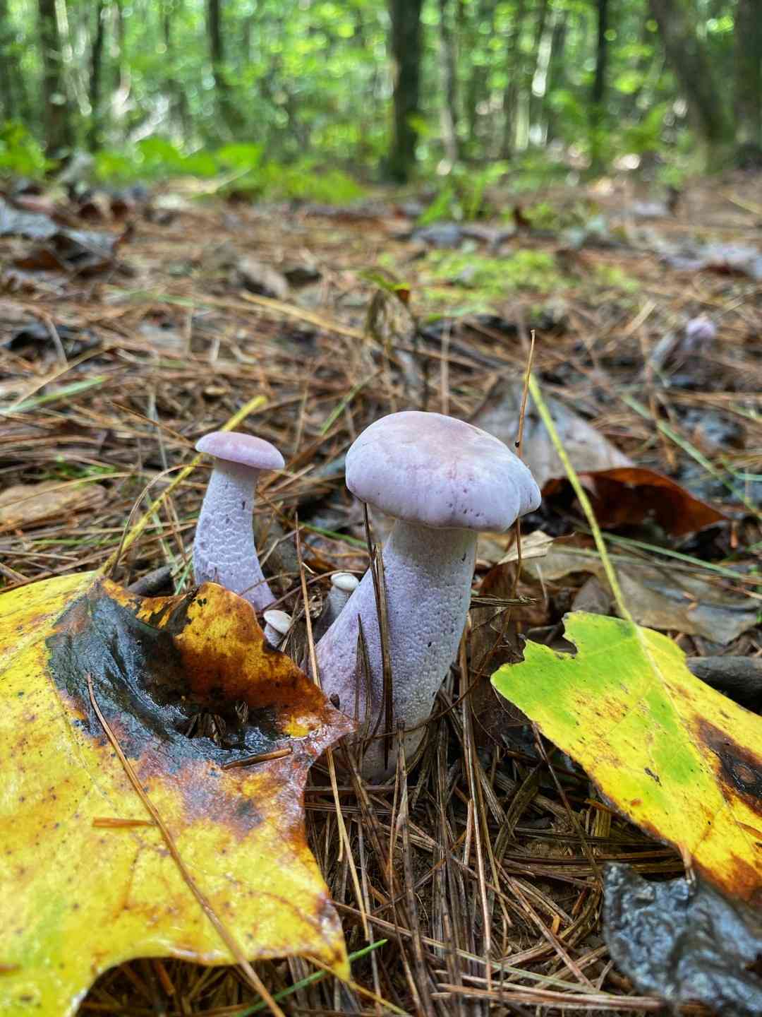 Purple-gilled laccaria (Laccaria ochropurpurea) thumbnail 2