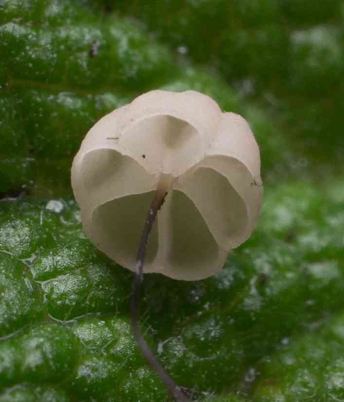 Marasmius limosus (Marasmius limosus) thumbnail 2