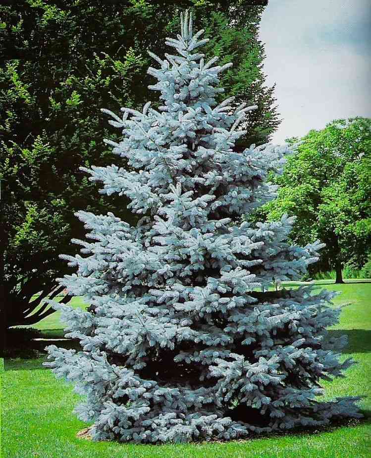 White spruce