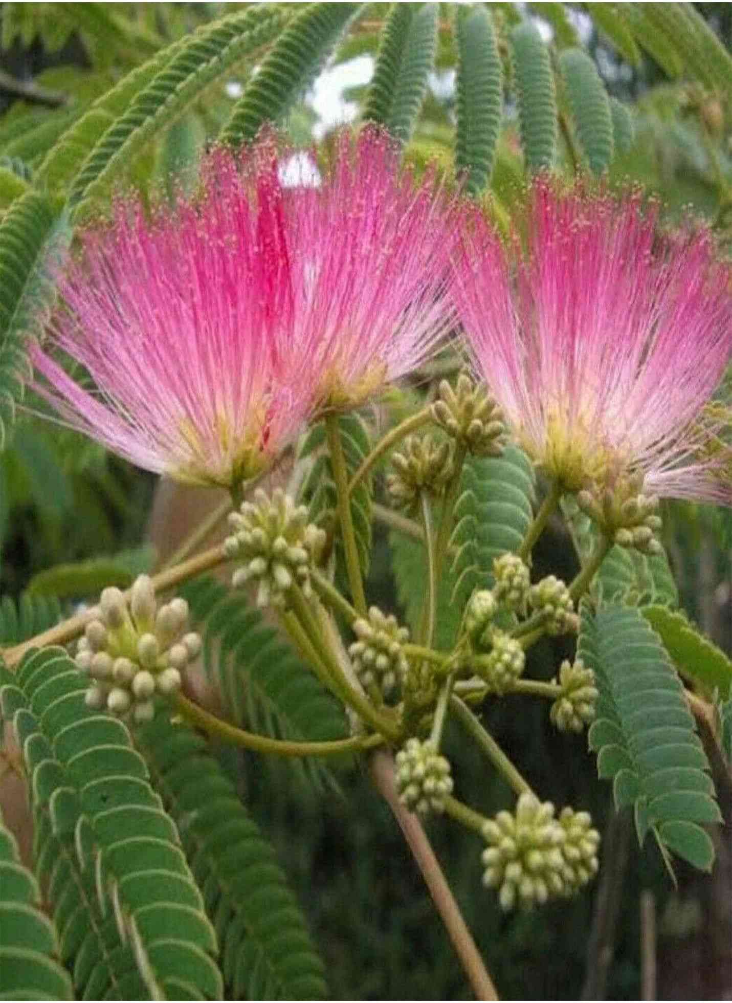 Persian silk tree