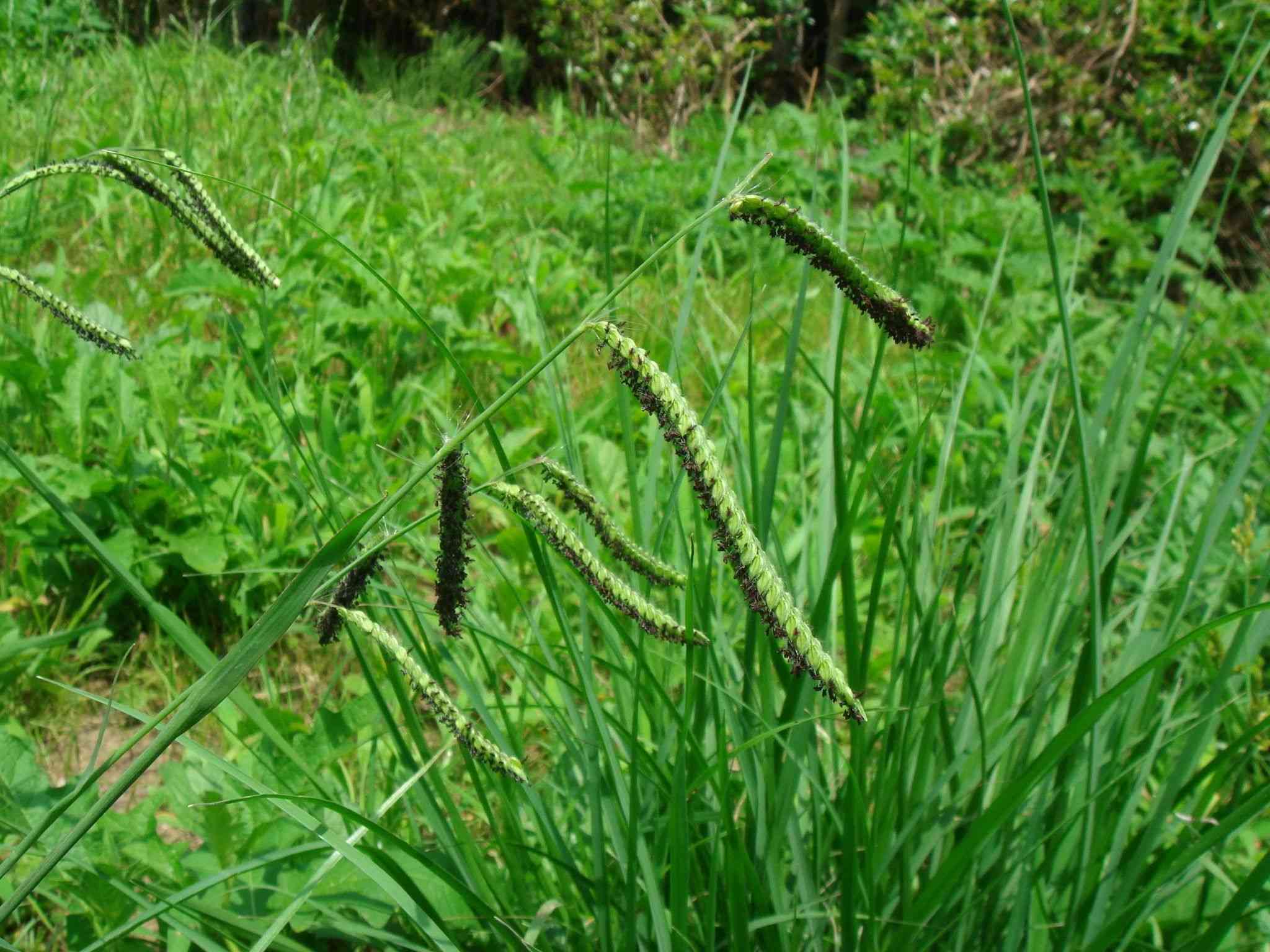 Dallis grass