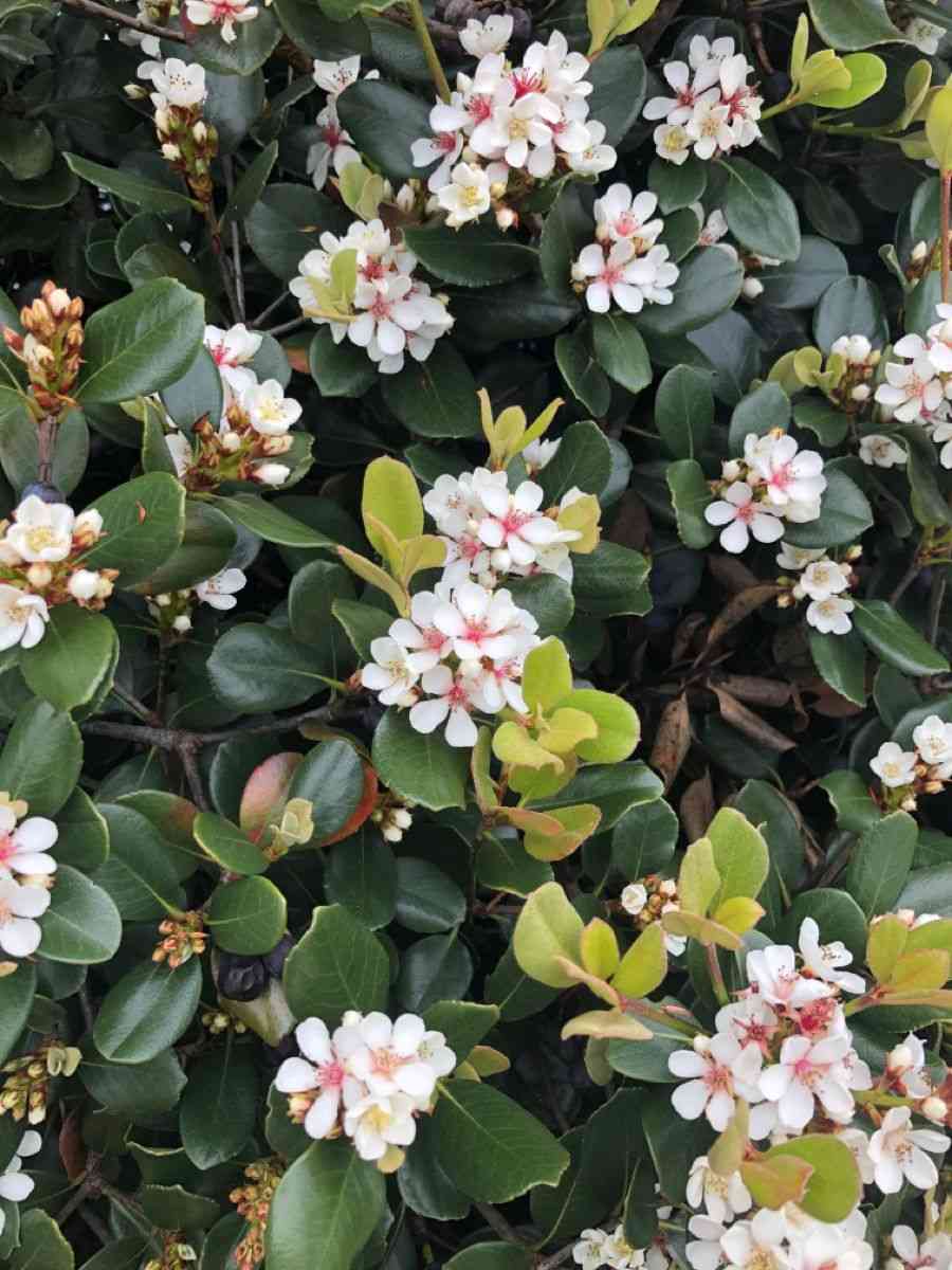 Indian hawthorn