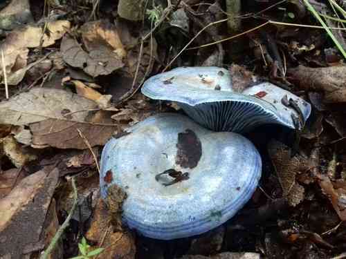 Indigo milk cap (Lactarius indigo) thumbnail 2