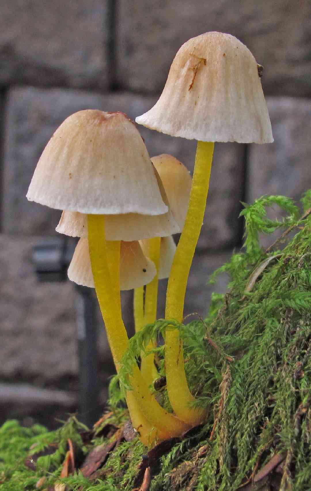 Yellowleg bonnet