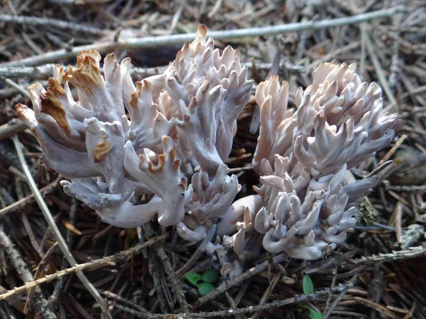 Gray coral