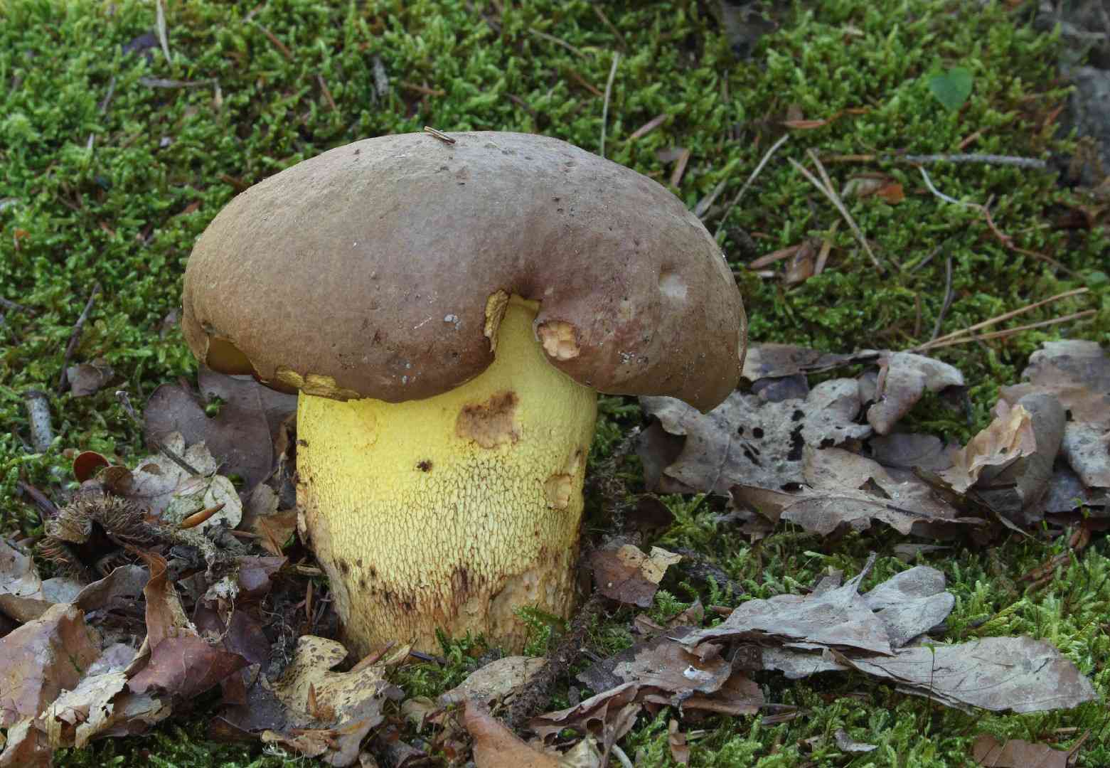 Oak bolete (Butyriboletus appendiculatus) thumbnail 3