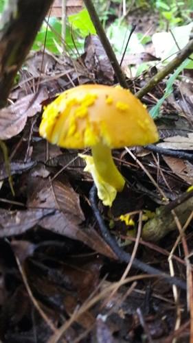 Yellow patches thumbnail 2