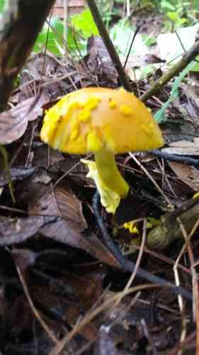 Yellow patches (Amanita flavoconia) thumbnail 2