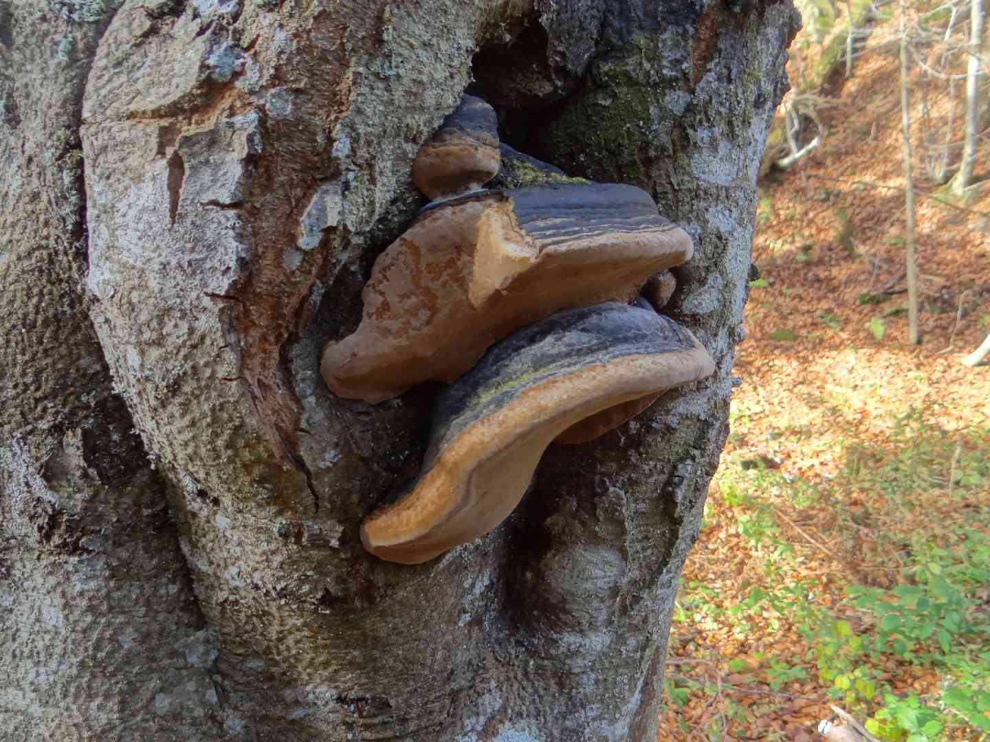 Willow bracket (Phellinus igniarius) thumbnail 2