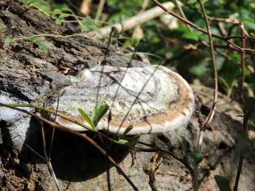 Trametes cubensis (Trametes cubensis) thumbnail 2