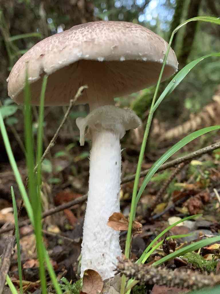 Wine-colored Agaric (Agaricus subrutilescens) thumbnail 2