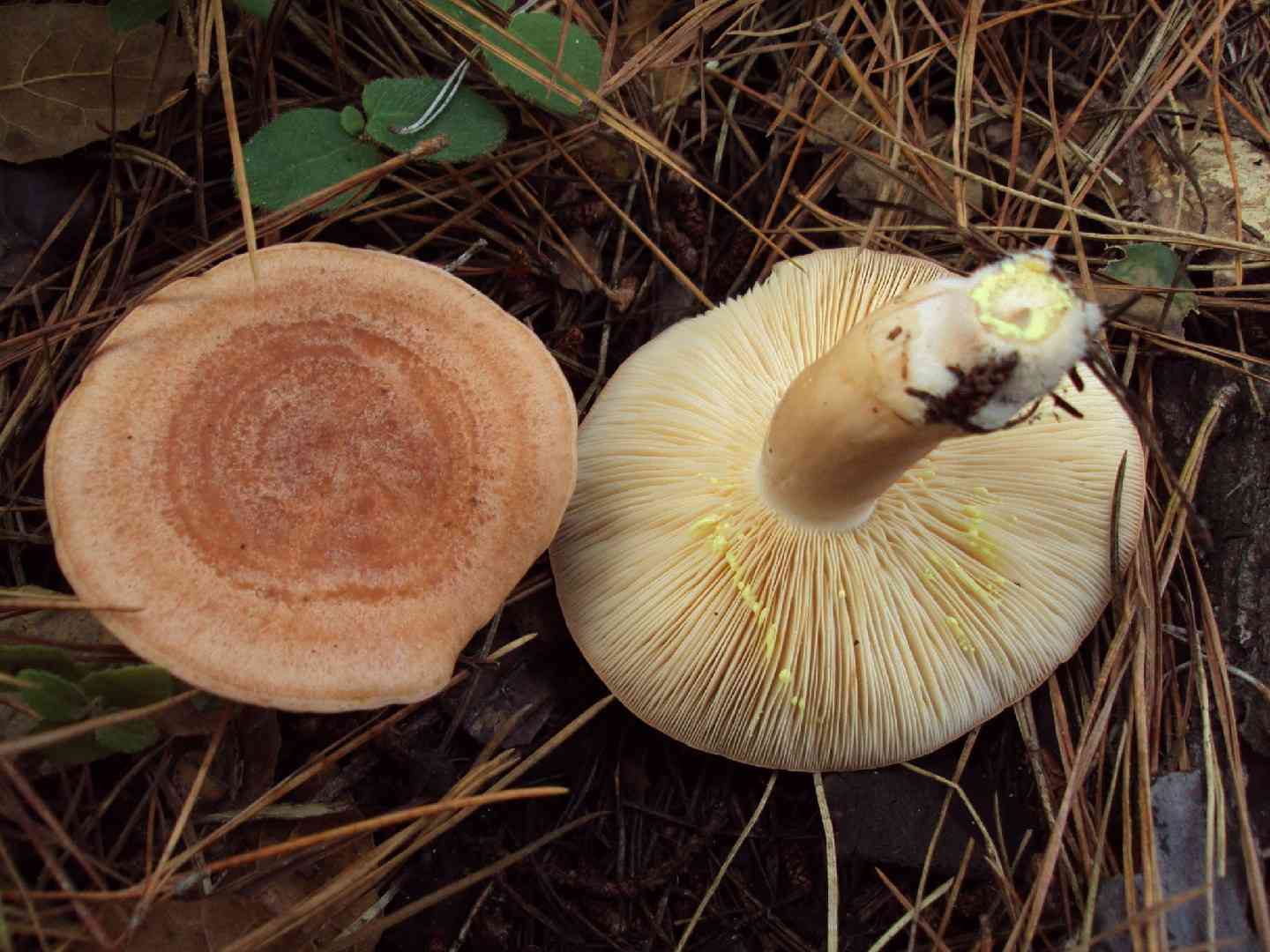 Yellow-staining milkcap (Lactarius xanthogalactus) thumbnail 1