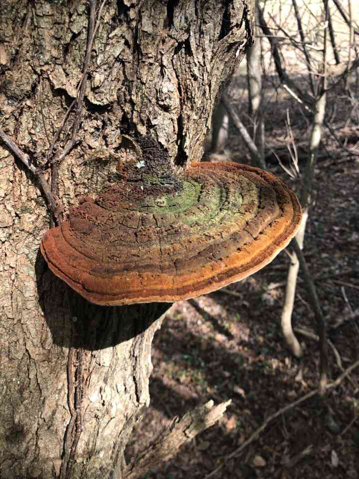 Cracked cap polypore