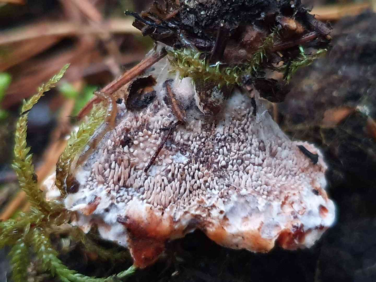 Devil's tooth (Hydnellum peckii) thumbnail 2