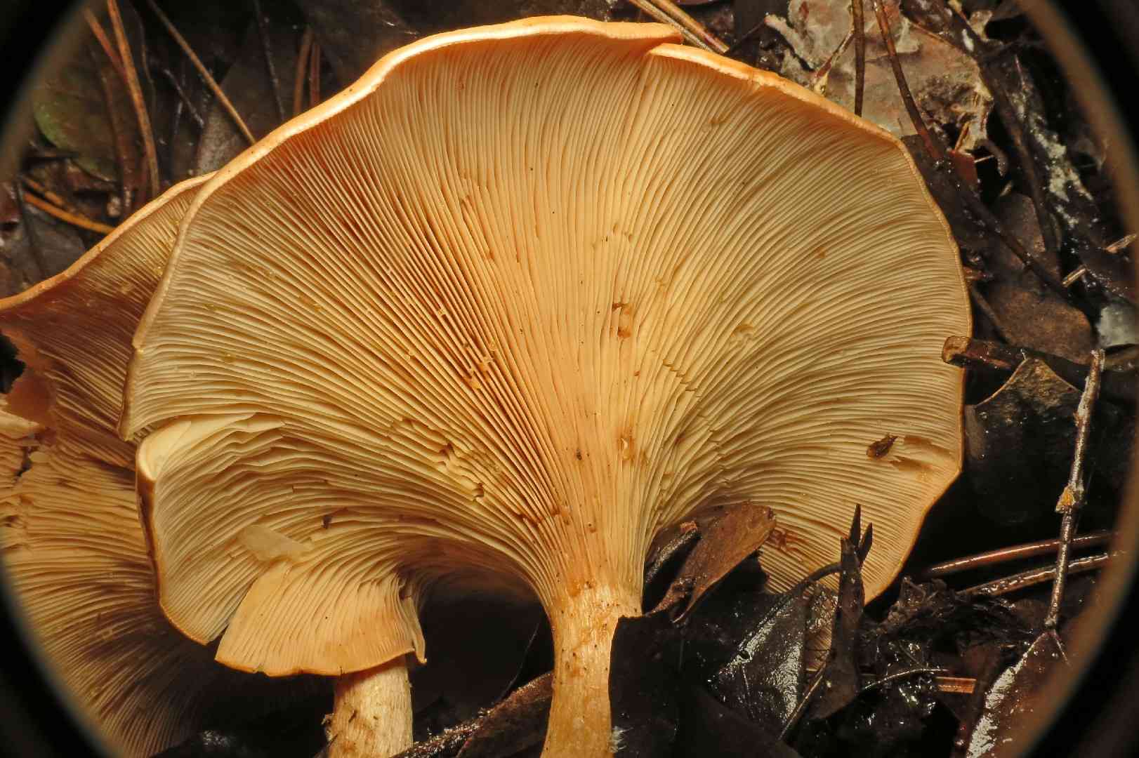 Paralepista gilva (Paralepista gilva) thumbnail 1