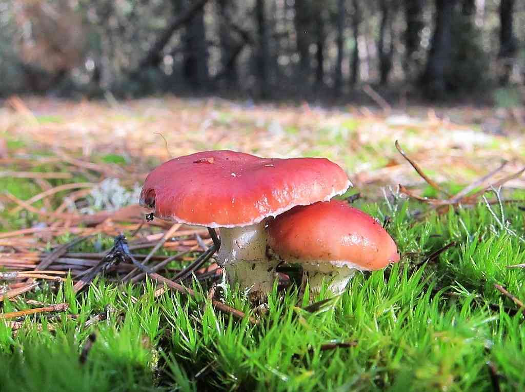 Rosy spike (Gomphidius roseus) thumbnail 1